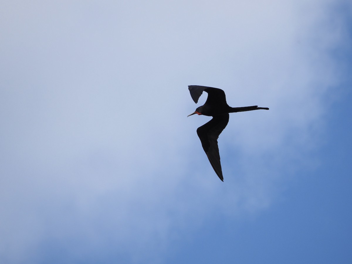 Magnificent Frigatebird - ML628328657