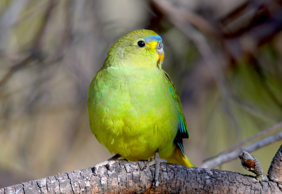 Elegant Parrot - ML628328660