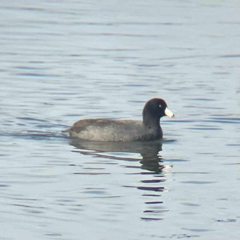 American Coot - ML628328680