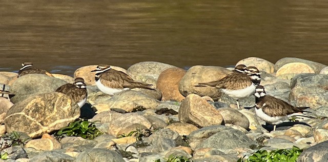 Killdeer - ML628328684