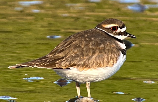 Killdeer - ML628328685