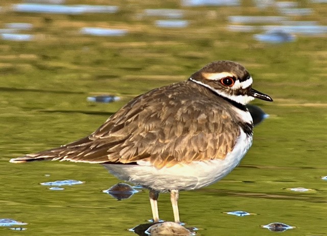 Killdeer - ML628328686