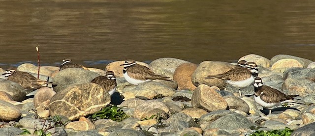 Killdeer - ML628328687