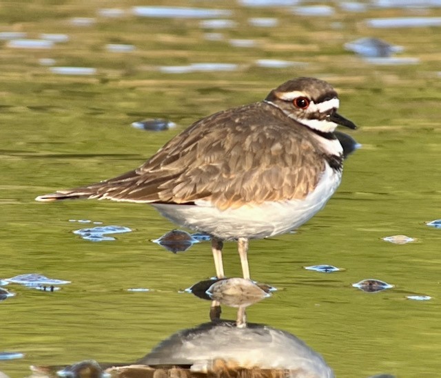 Killdeer - ML628328688