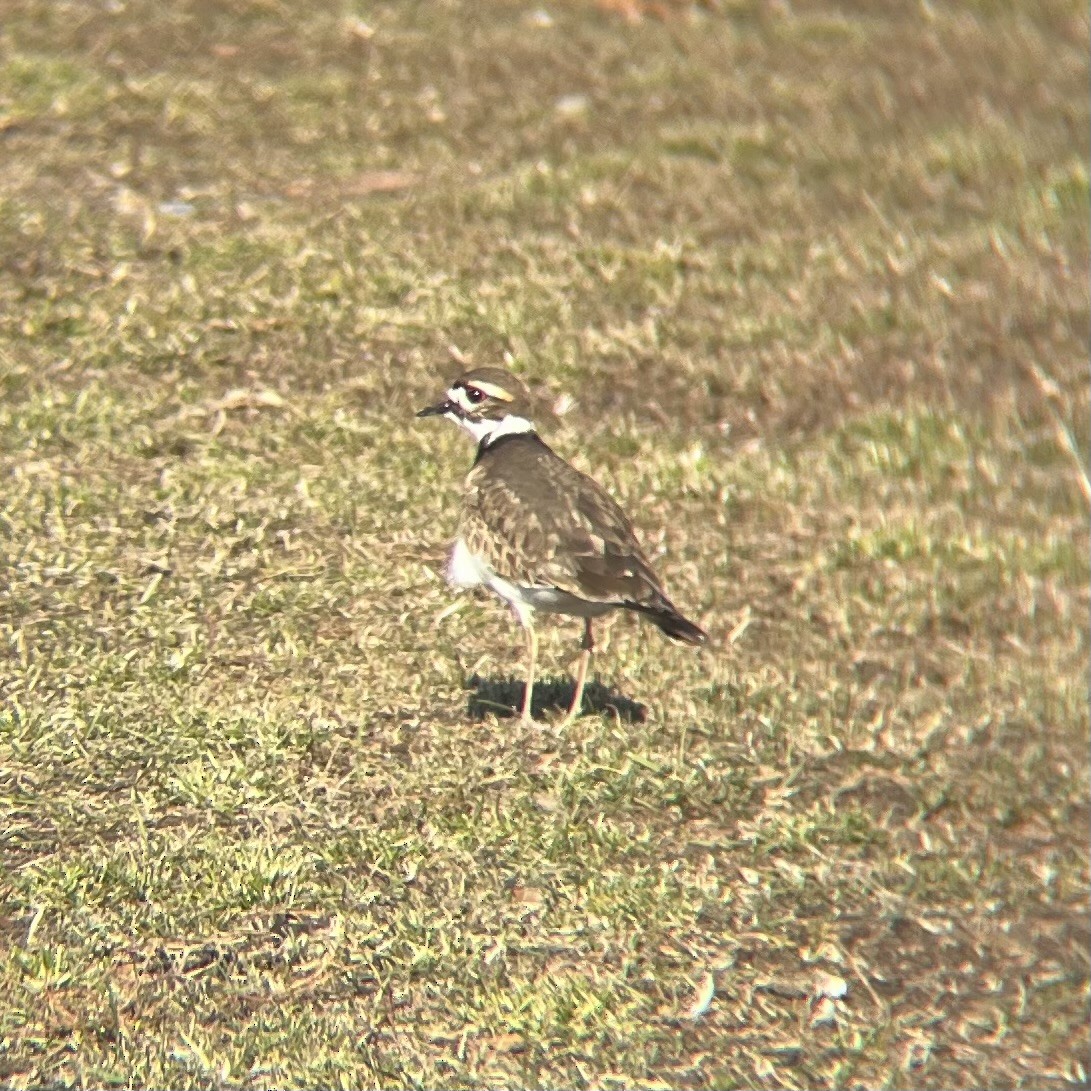 Killdeer - ML628328700