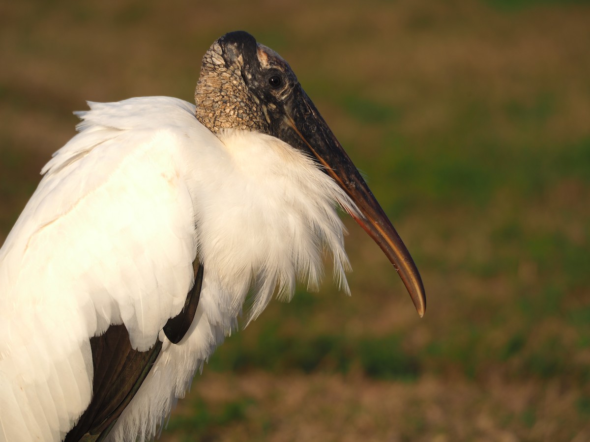 Wood Stork - ML628328895