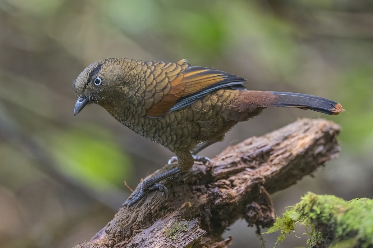 Blue-winged Laughingthrush - ML628328906