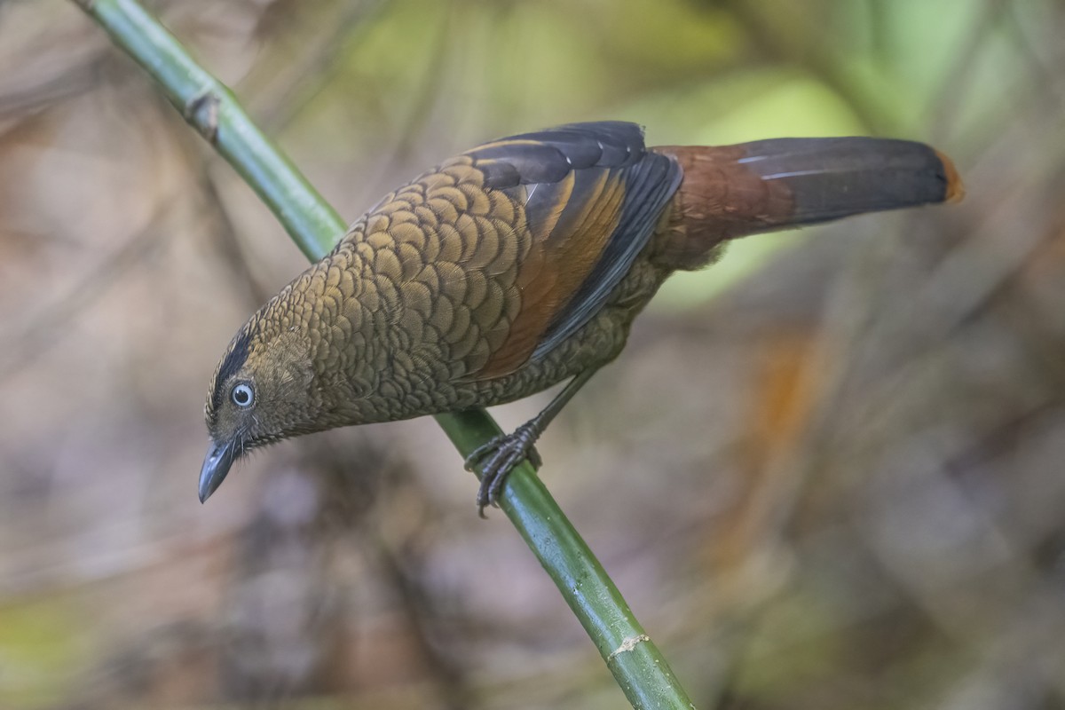 Blue-winged Laughingthrush - ML628328907