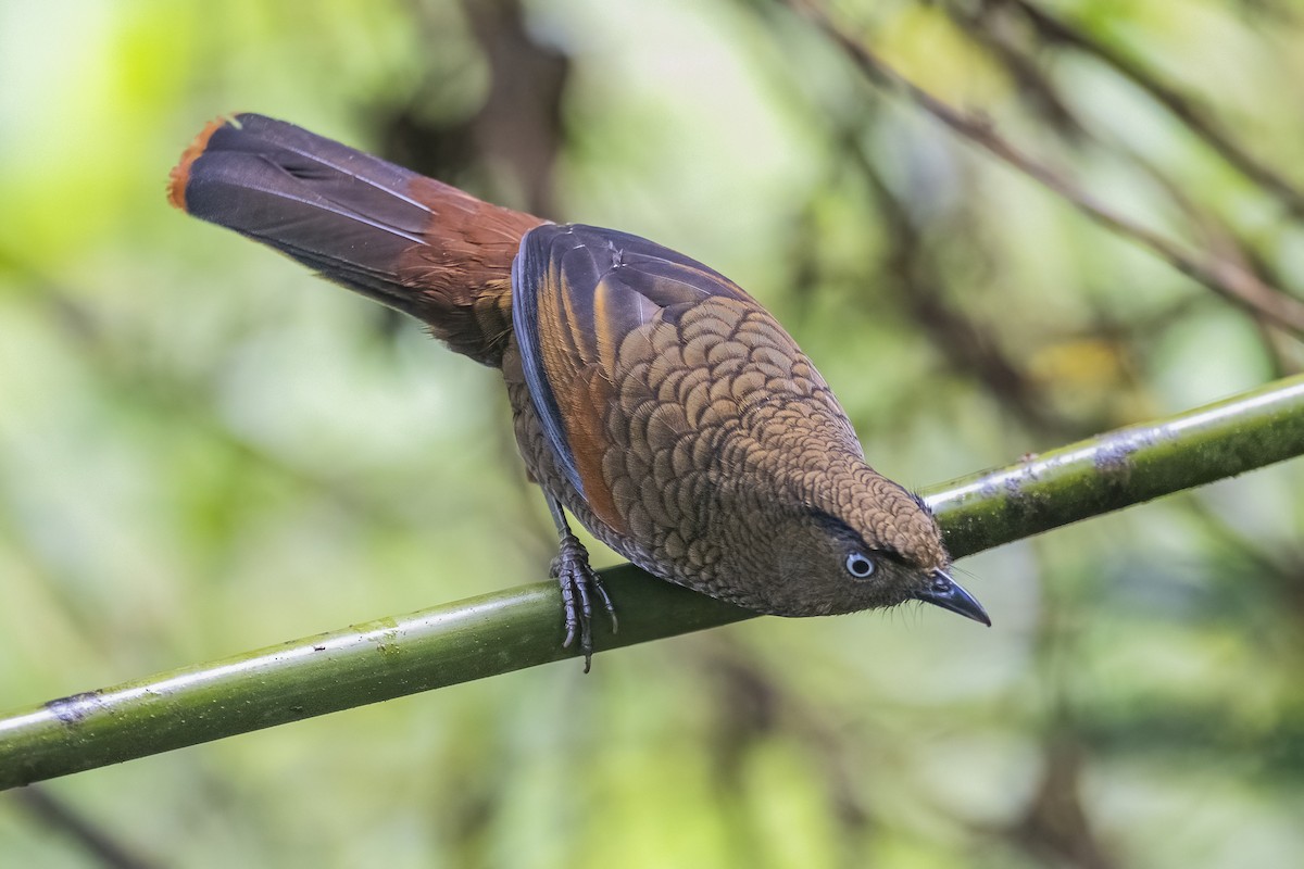 Blue-winged Laughingthrush - ML628328940