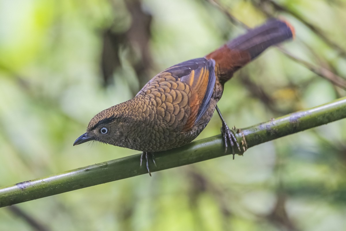 Blue-winged Laughingthrush - ML628328951