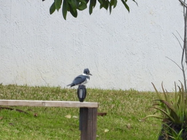 Belted Kingfisher - ML628328955
