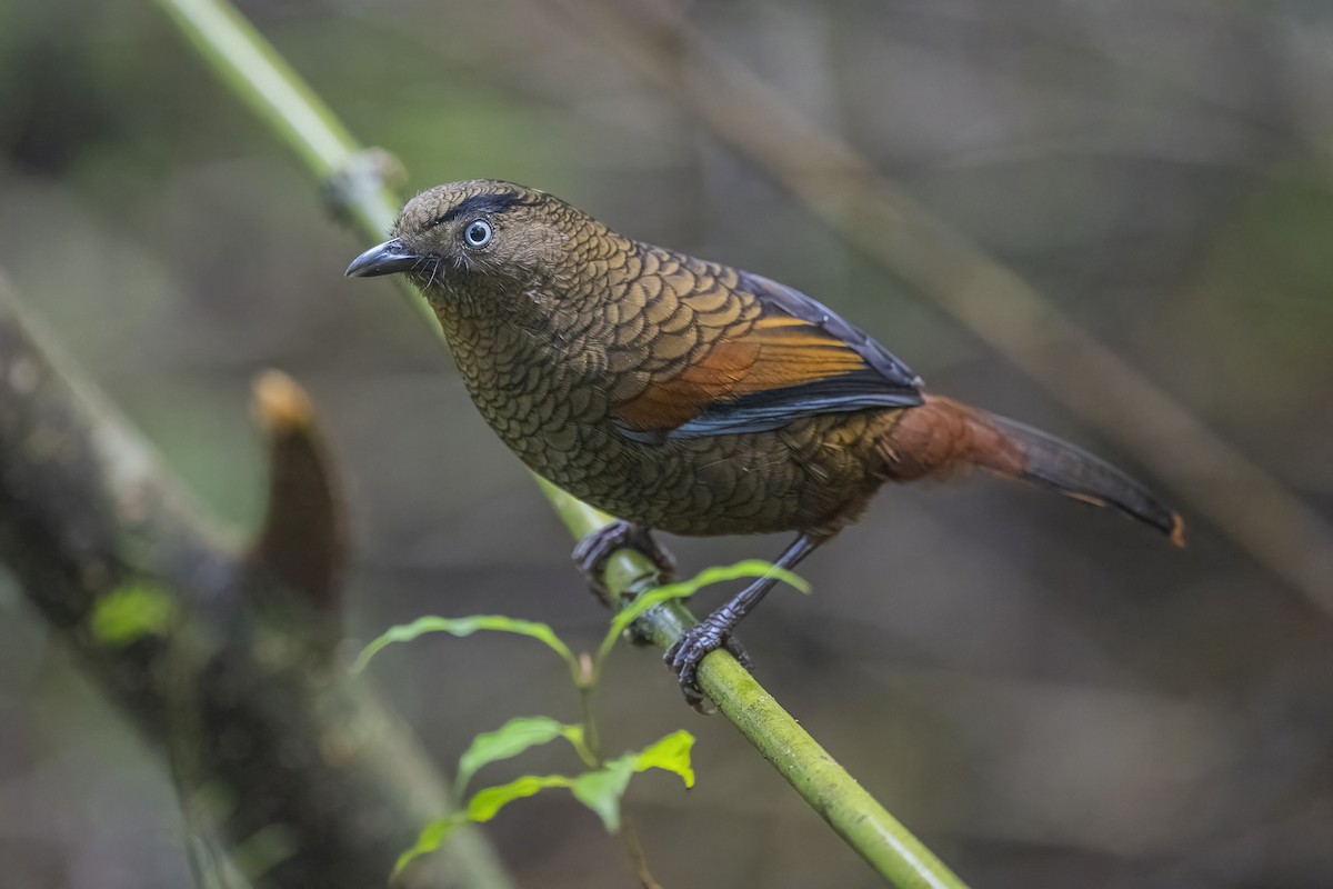 Blue-winged Laughingthrush - ML628328962