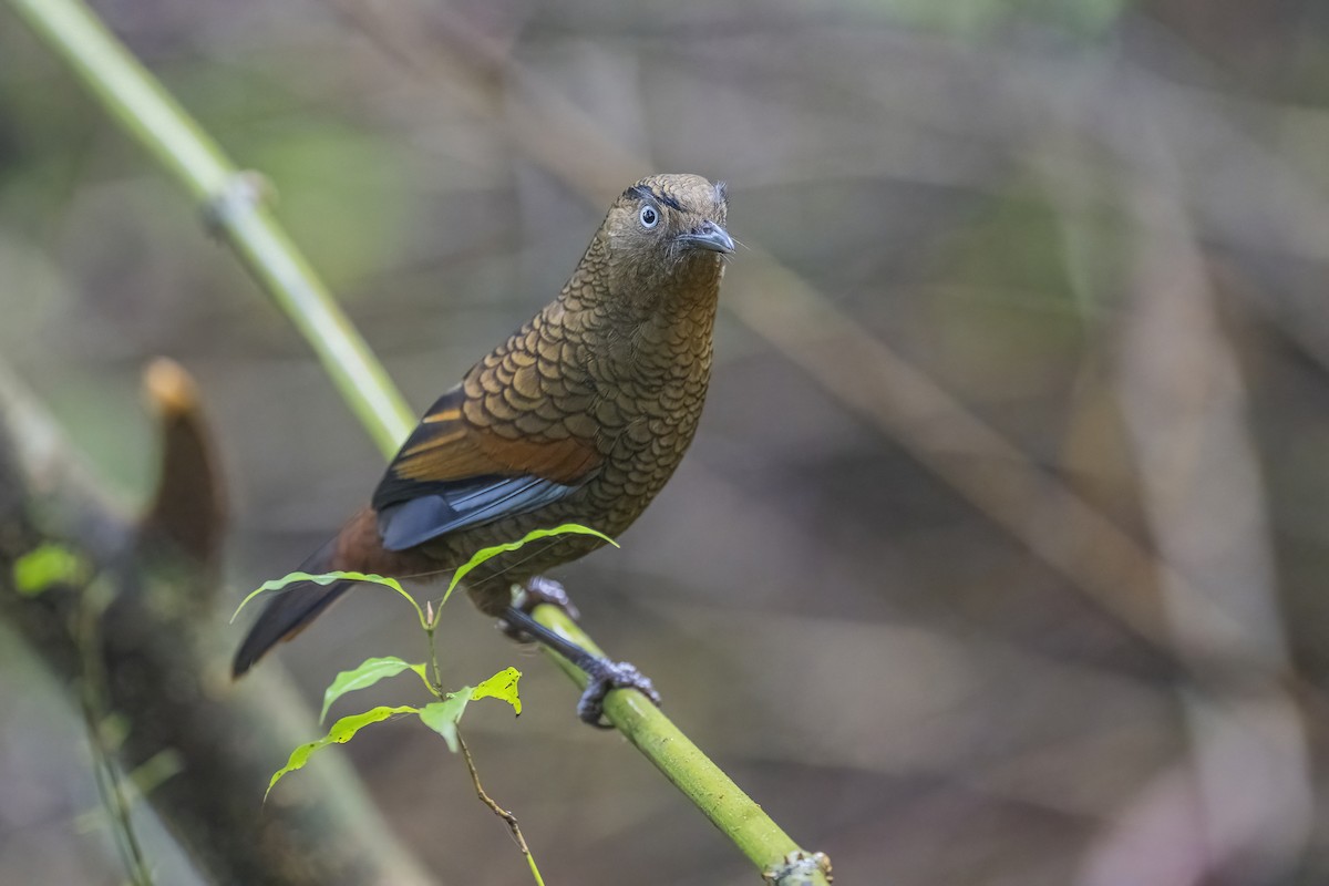 Blue-winged Laughingthrush - ML628328980