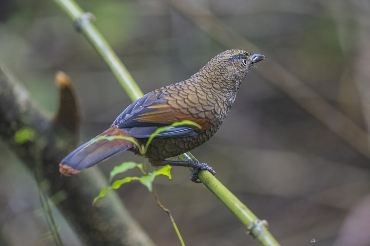 Blue-winged Laughingthrush - ML628329007