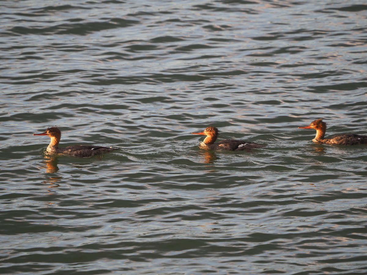 Red-breasted Merganser - ML628329019