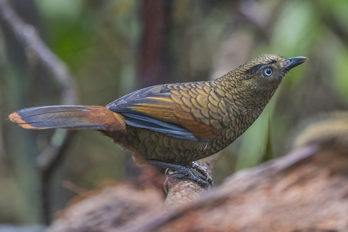 Blue-winged Laughingthrush - ML628329020