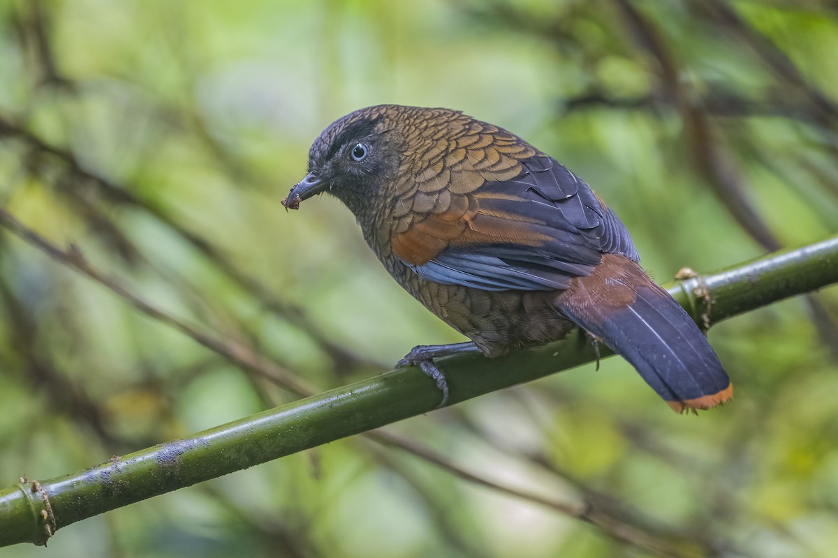 Blue-winged Laughingthrush - ML628329036