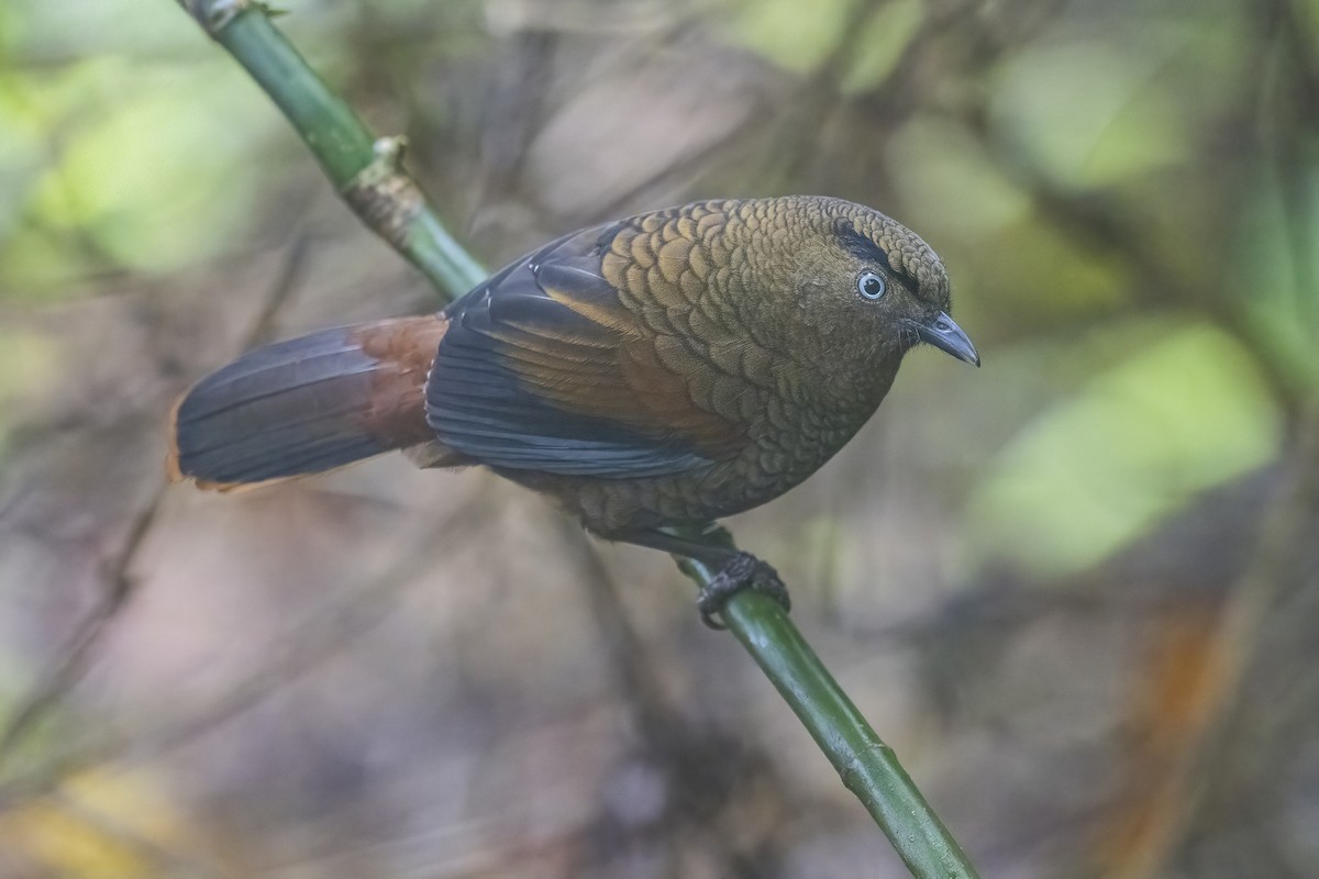 Blue-winged Laughingthrush - ML628329053