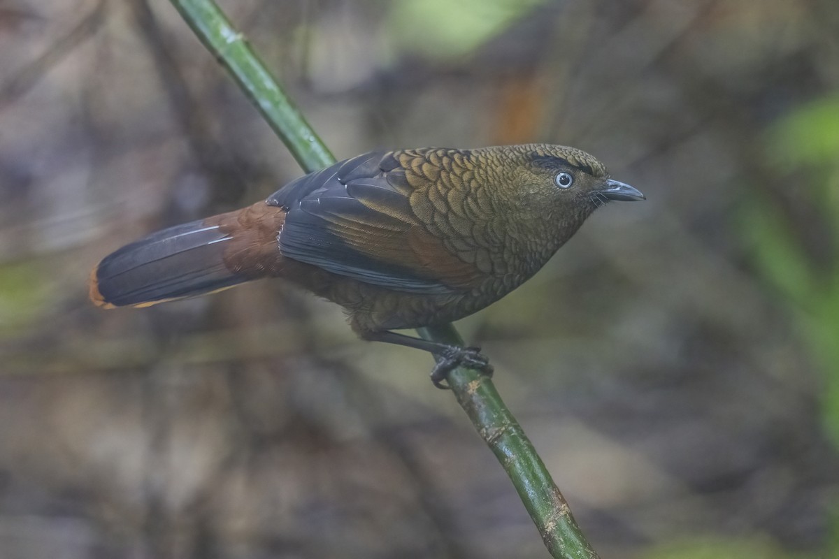 Blue-winged Laughingthrush - ML628329054