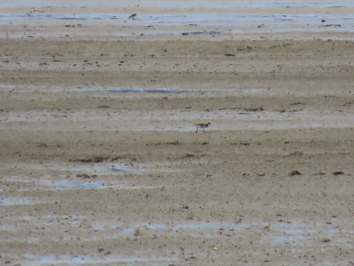 sand-plover sp. - ML628329070