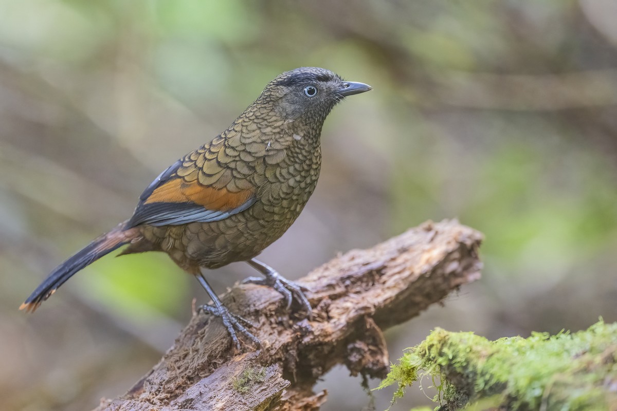 Blue-winged Laughingthrush - ML628329078