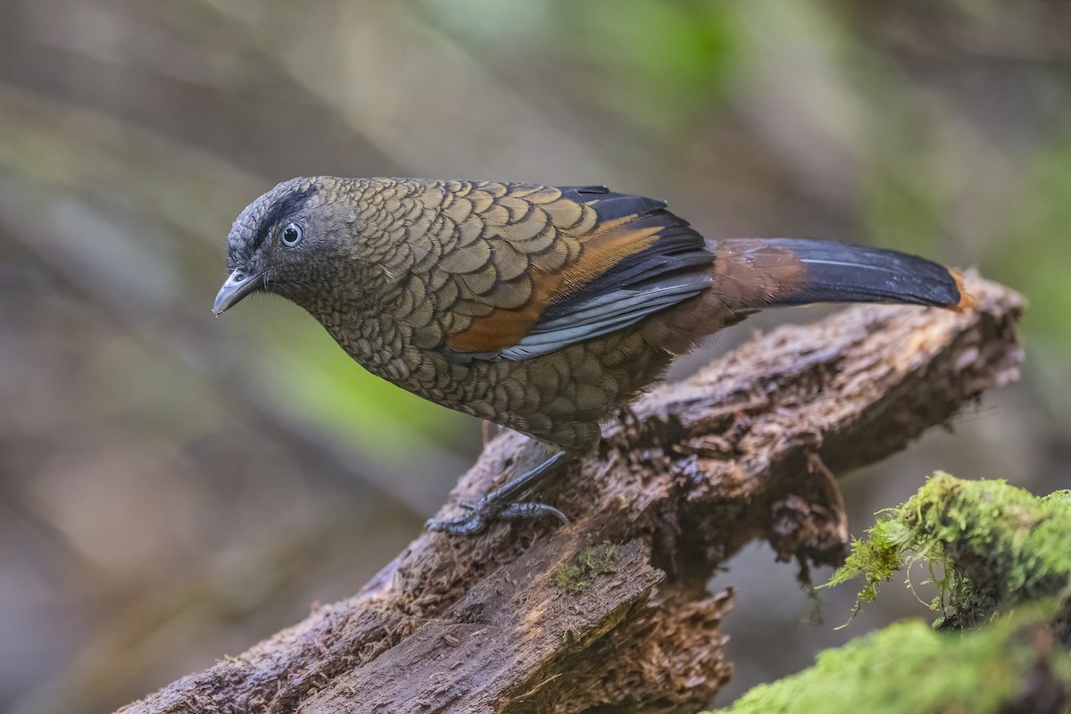 Blue-winged Laughingthrush - ML628329079