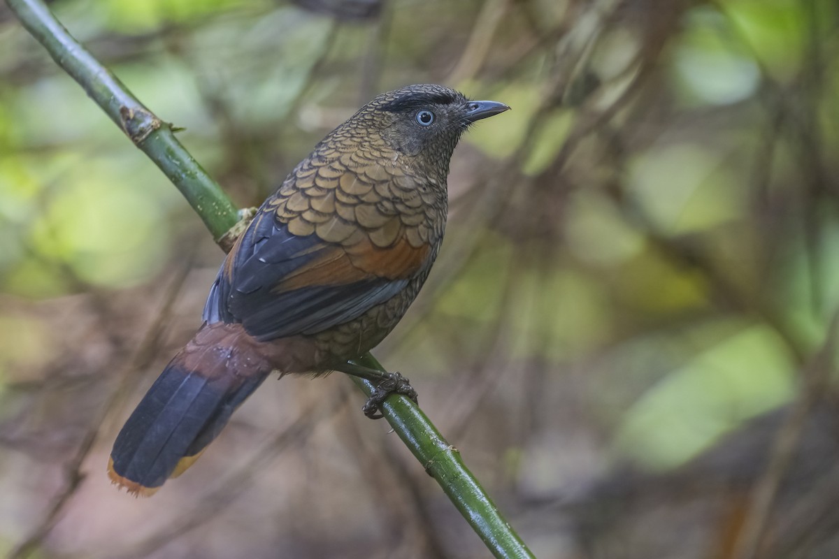 Blue-winged Laughingthrush - ML628329114