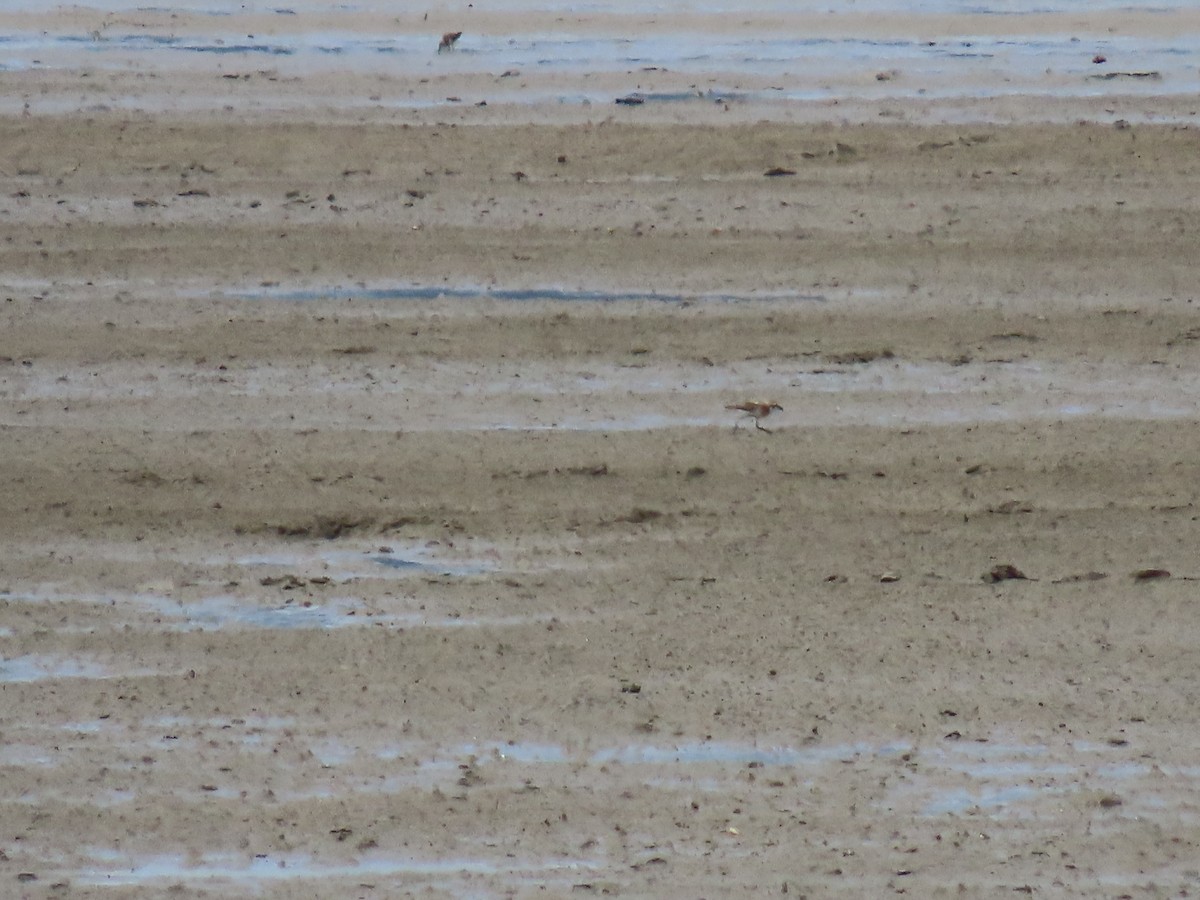 sand-plover sp. - ML628329117