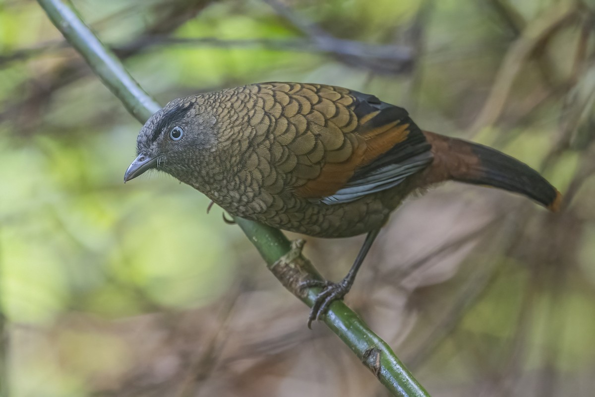 Blue-winged Laughingthrush - ML628329132