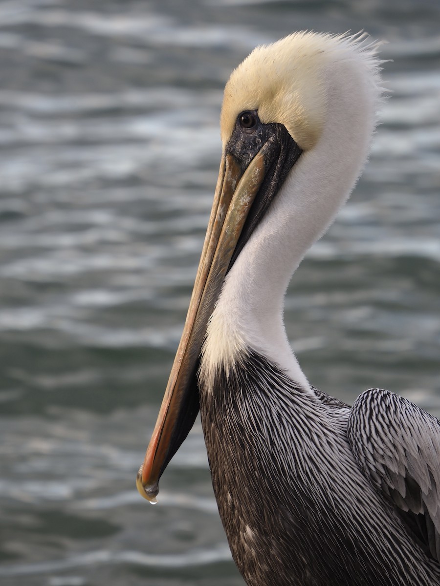 Brown Pelican (Atlantic) - ML628329141