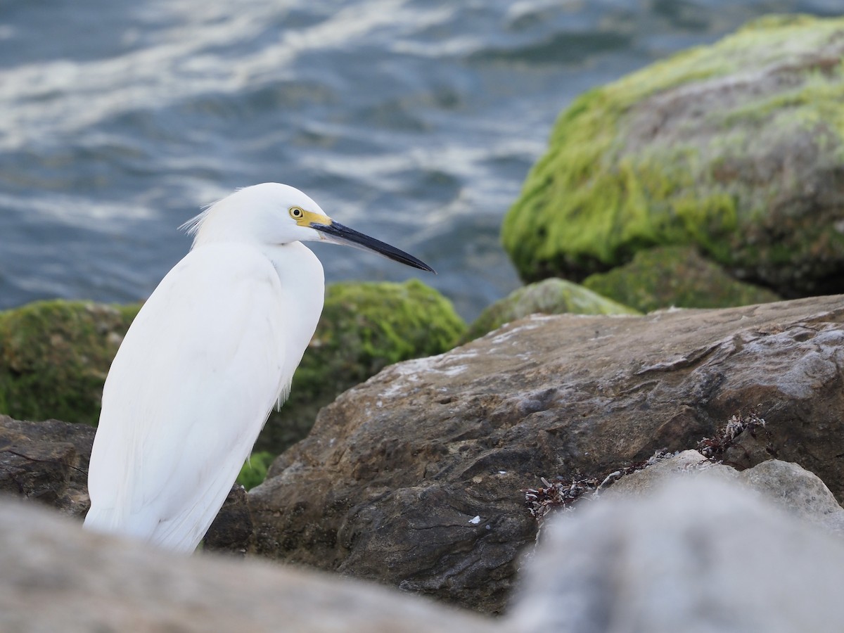 Snowy Egret - ML628329225