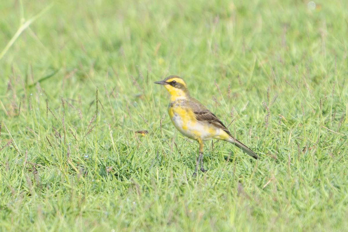 Eastern Yellow Wagtail (Green-headed) - ML628329285