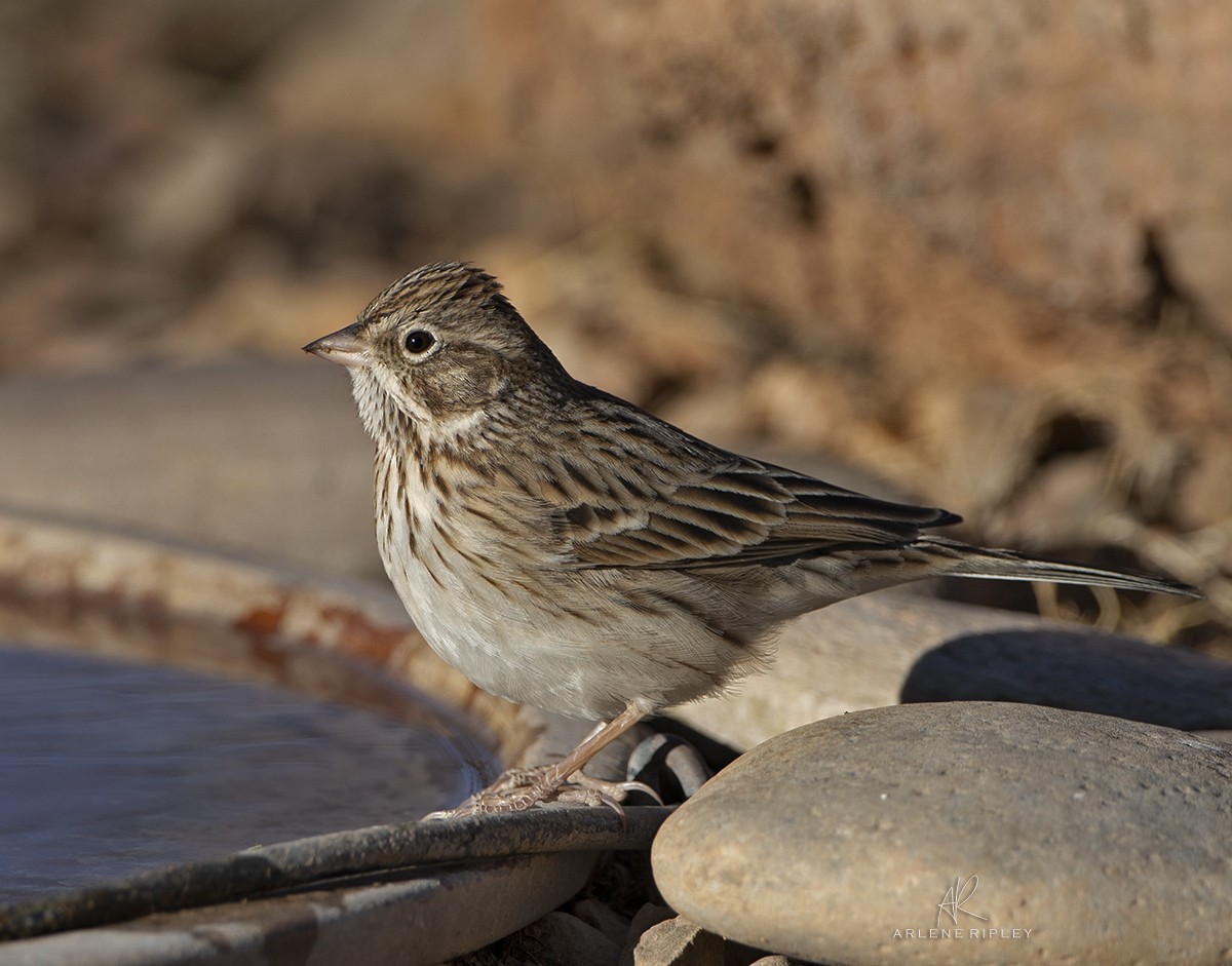 Vesper Sparrow - ML628329334