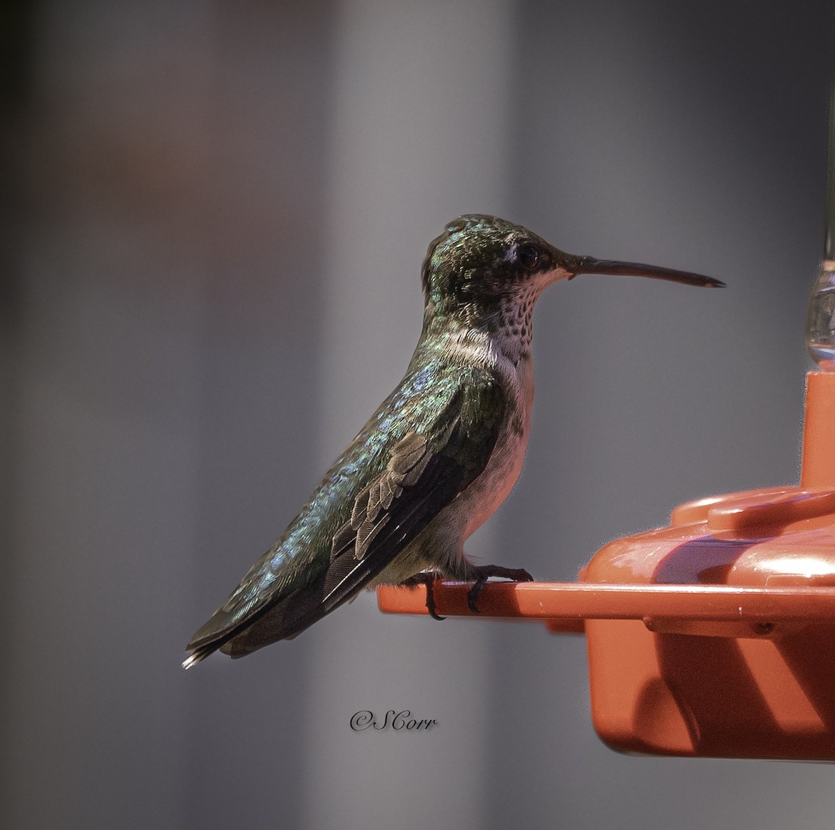 Ruby-throated Hummingbird - ML628329391