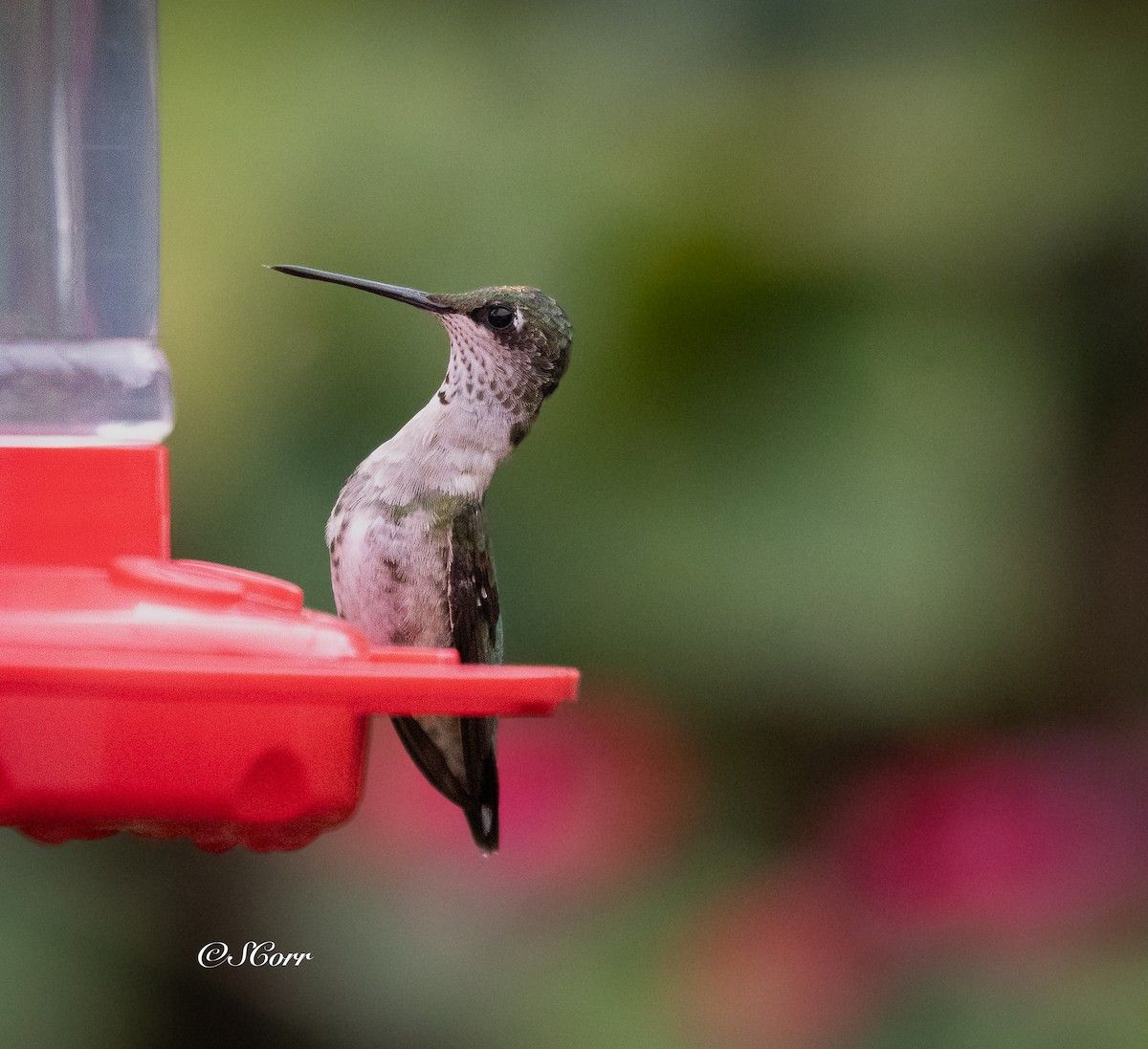 Ruby-throated Hummingbird - ML628329392