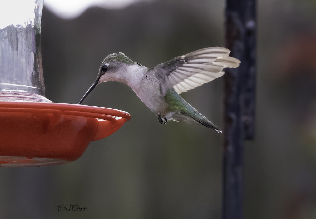 Ruby-throated Hummingbird - ML628329393