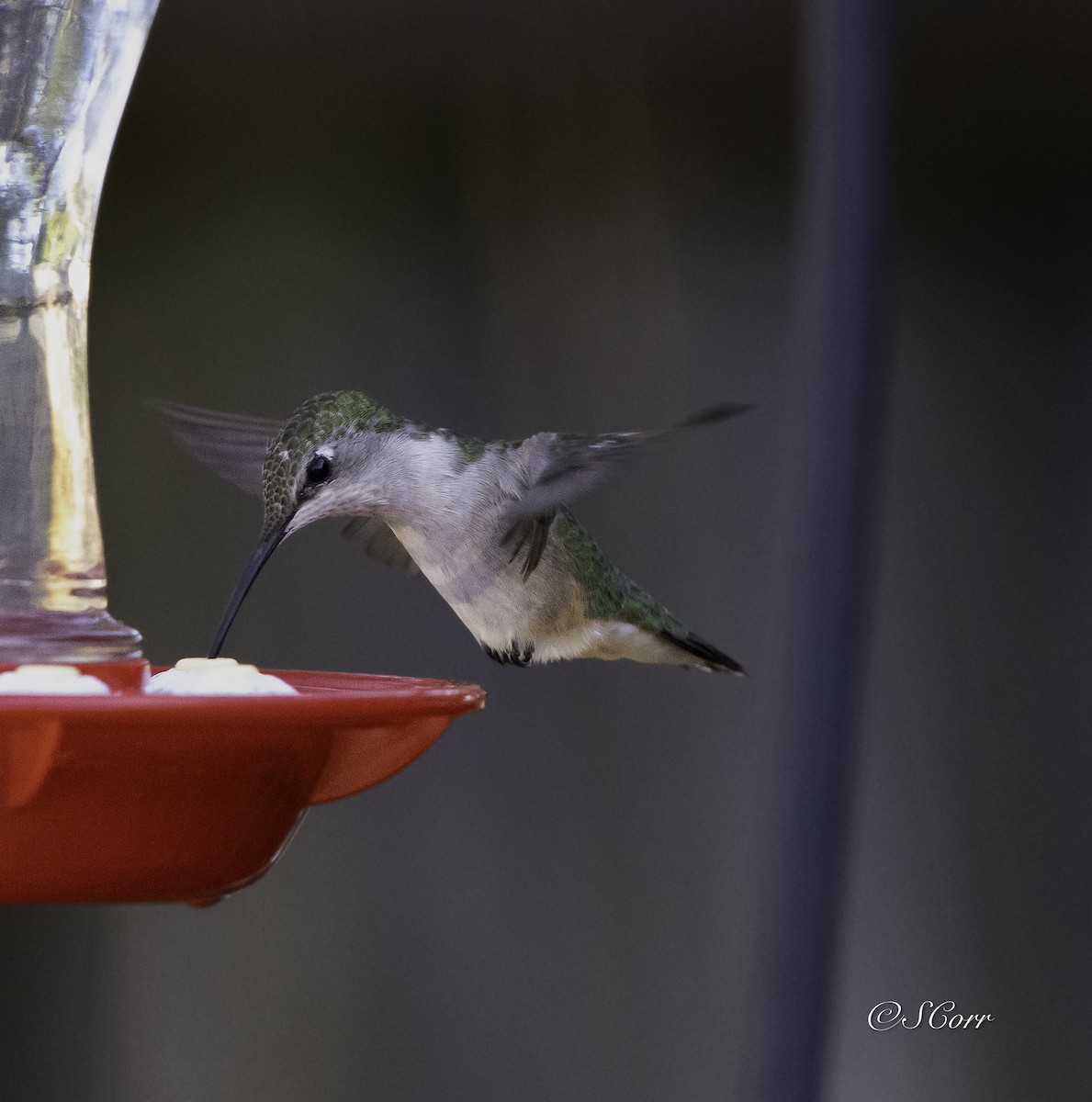 Ruby-throated Hummingbird - ML628329394