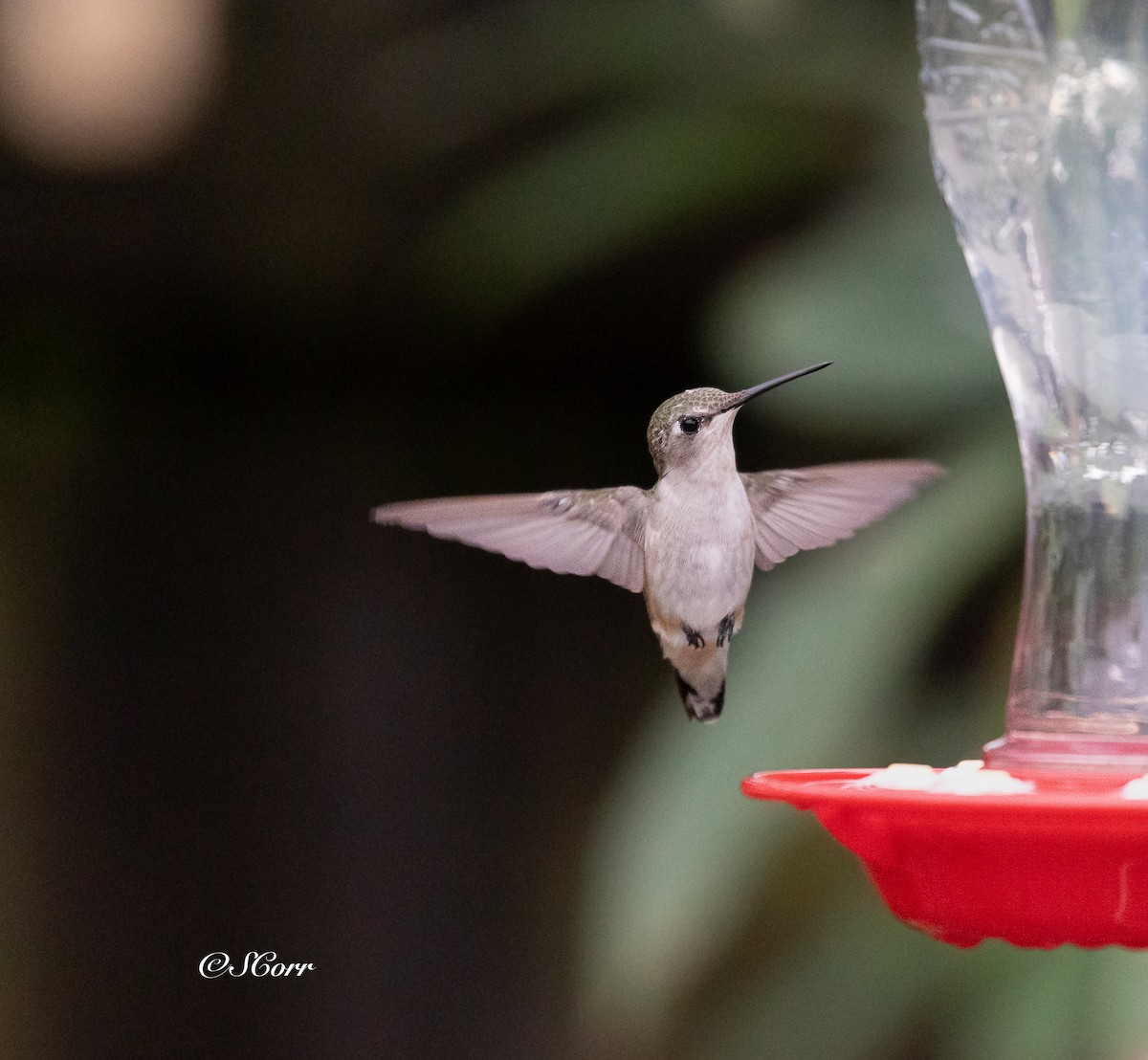Ruby-throated Hummingbird - ML628329395
