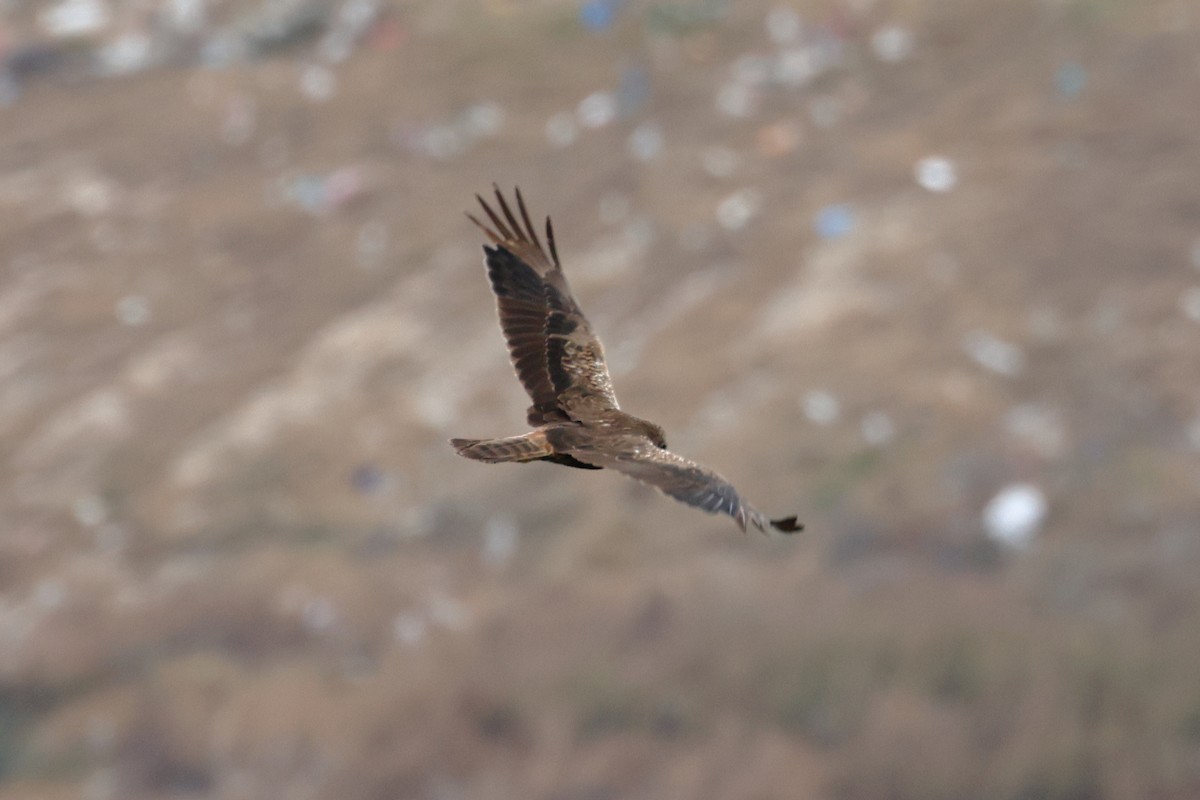 African Marsh Harrier - ML628329503