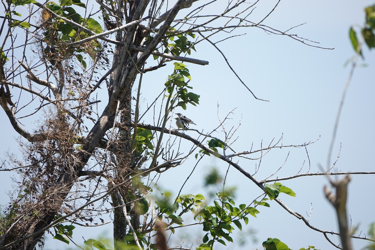Black-winged Myna - ML628329505