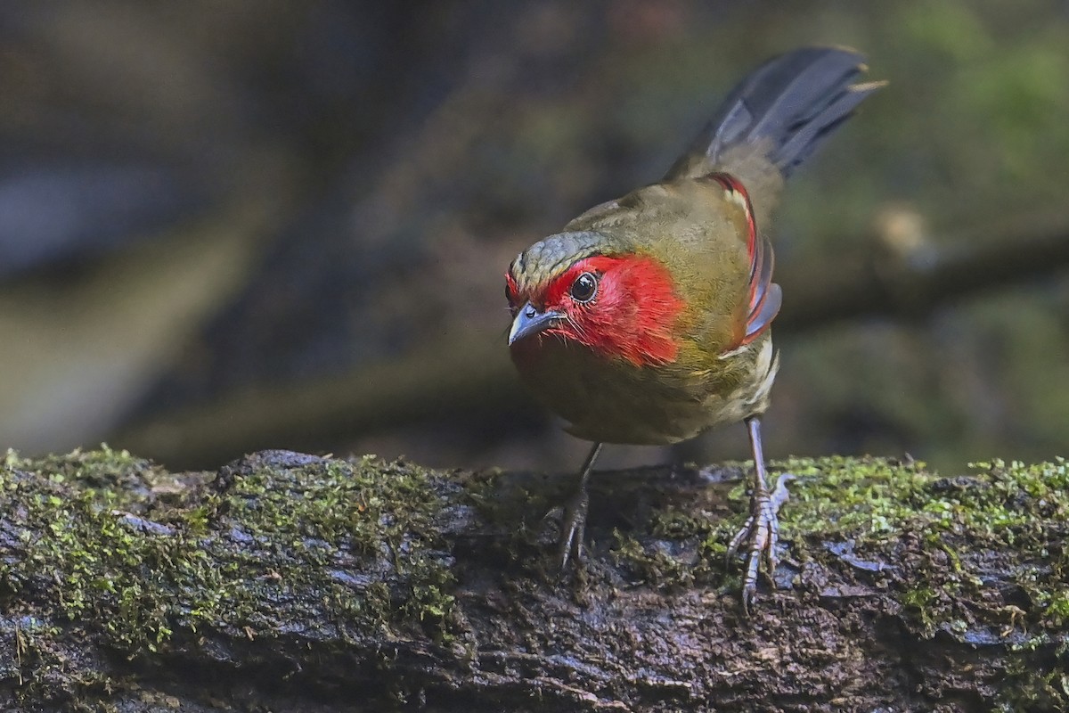 Scarlet-faced Liocichla - ML628329576