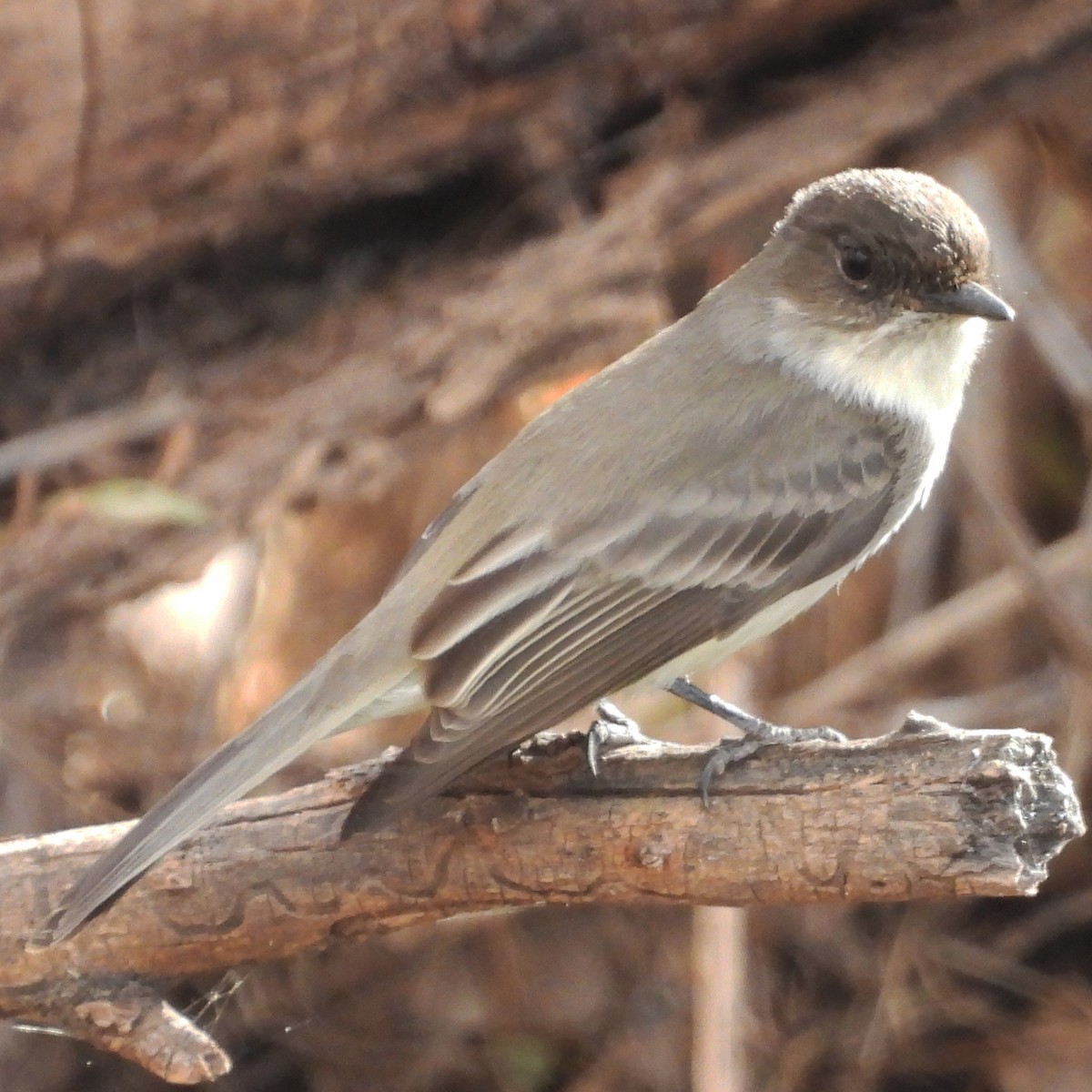 Moucherolle phébi - ML628329651