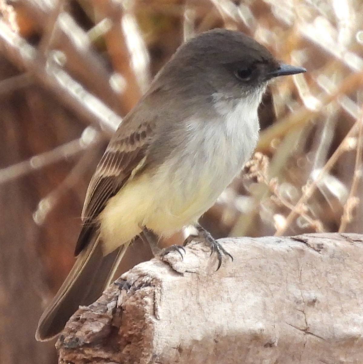 Moucherolle phébi - ML628329721