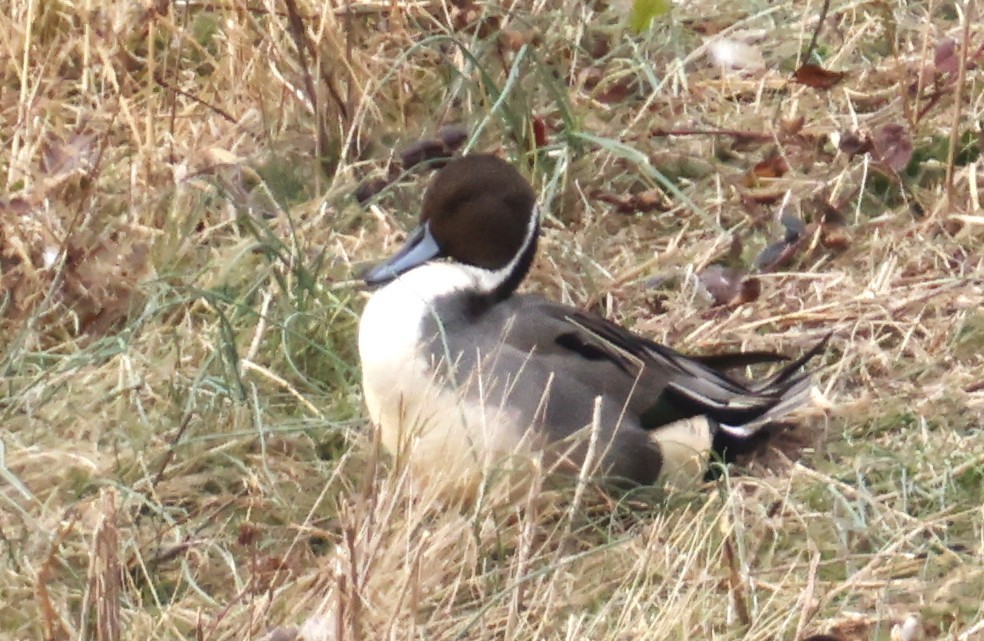 Northern Pintail - ML628329769