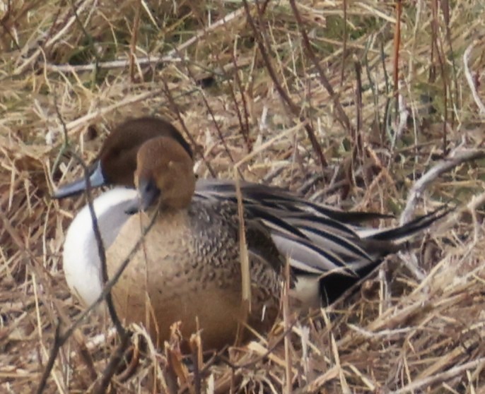 Northern Pintail - ML628329873