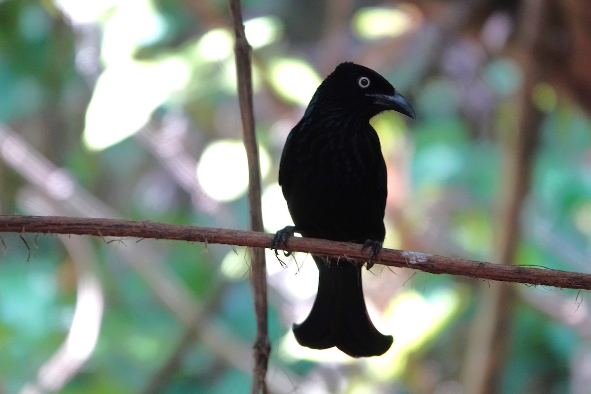 Hair-crested Drongo (Javan) - ML628330127
