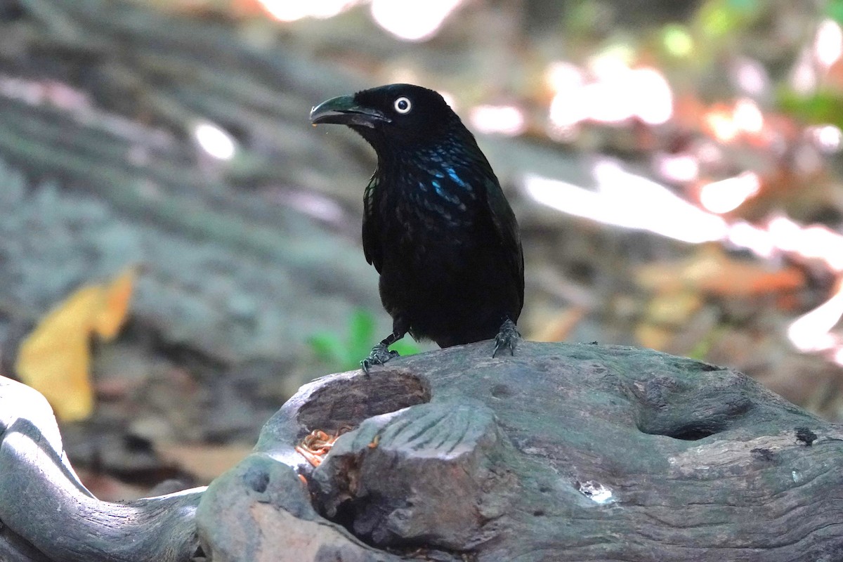 Hair-crested Drongo (Javan) - ML628330130