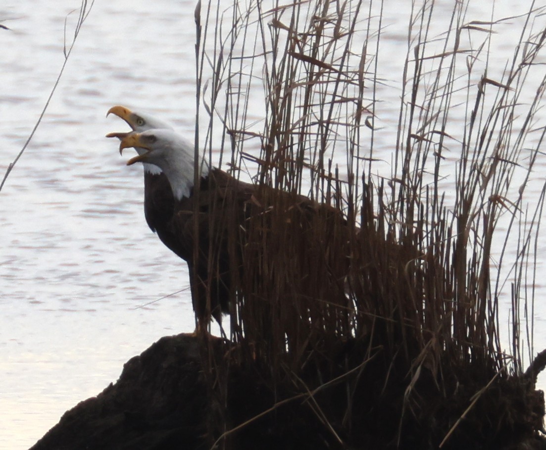 Bald Eagle - ML628330222