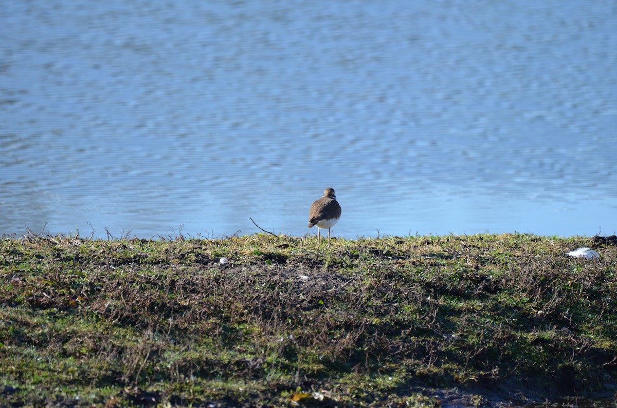 Killdeer - ML628330257