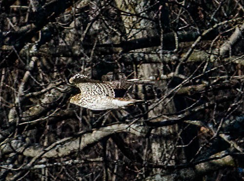 Cooper's Hawk - ML628330379